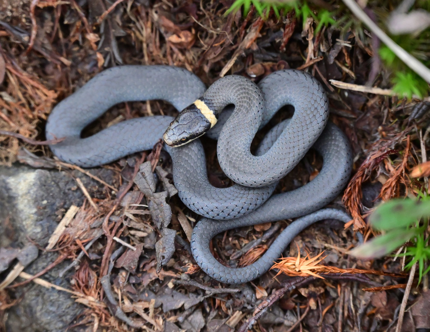 Northern ring-necked snakes, named for the orange ring just behind the head, are small snakes; over 12 inches is considered a large specimen. To ward off predators, the ring-necked snake may roll onto its back and display its bright orange belly. Its diet consists mainly of invertebrates and salamanders.
